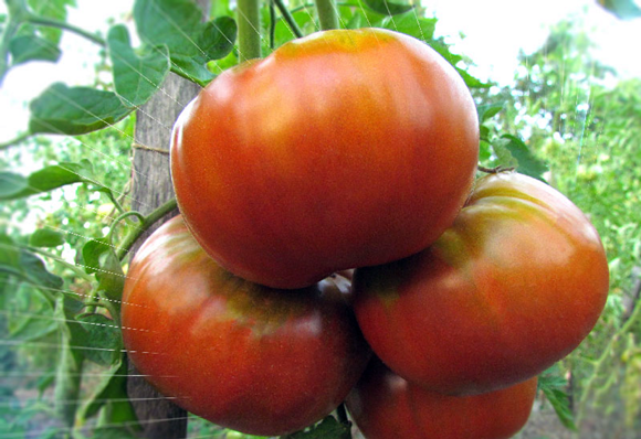 krzewy pomidorów Siberian Giant