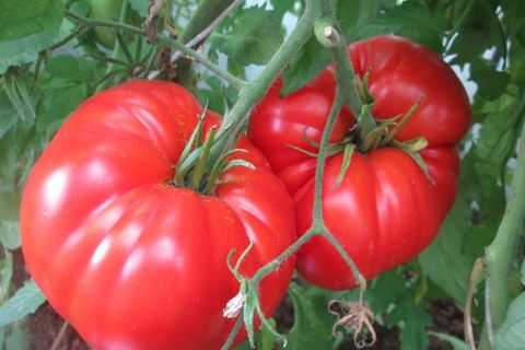 vainas de tomate