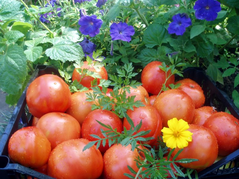milžiniški pomidorai