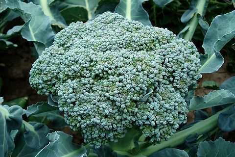 broccoli cabbage