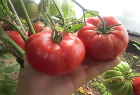 domates çalıları çince pembe