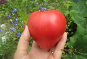 Çin Pembe domates çeşidinin özellikleri ve tanımı, verimi