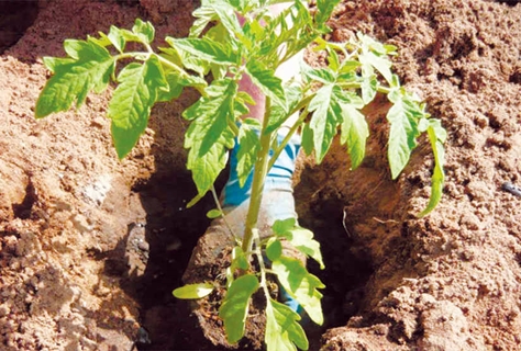 piantare pomodori nel terreno
