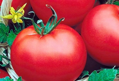 skoré dozrievanie polárnych paradajok v záhrade