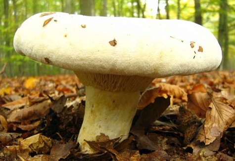 gljive gljive