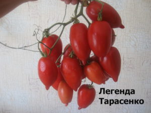 Características y descripción de la variedad de tomate Legenda Tarasenko (multiflora), su rendimiento.