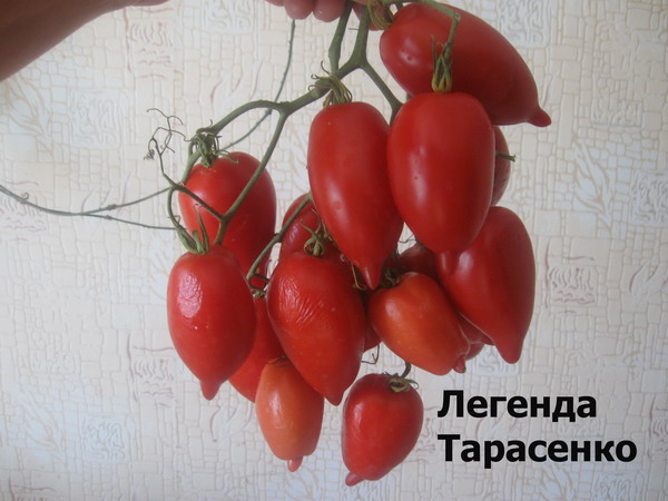 tomaattilegendan tarasenkon ulkonäkö