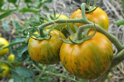 tomaat op een tak