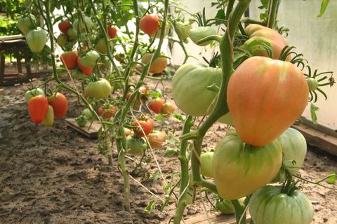 tomaat leningrad tomaat