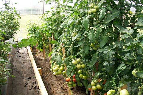 tomates en invernadero