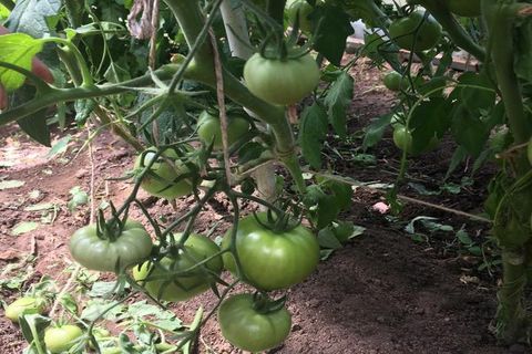culture de la tomate