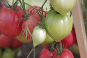 Ahududu imparatorluğunun domates çeşidinin özellikleri ve tanımı, verimi