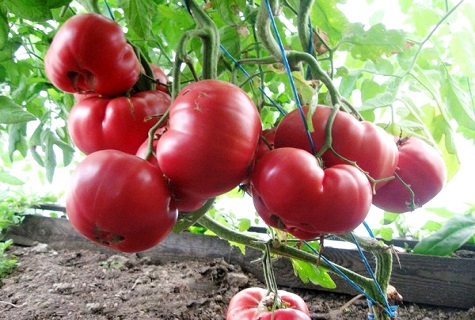 עגבניה מעל האדמה