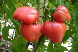 Tomaattilajikkeen ominaisuudet ja kuvaus Vadelmahunaja