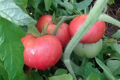 tomatoes in dew