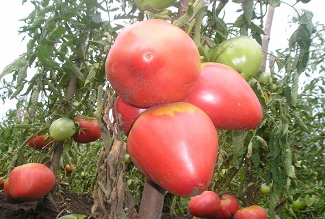gebundene Tomate