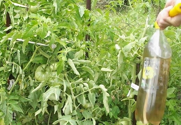 feeding tomatoes in the open field