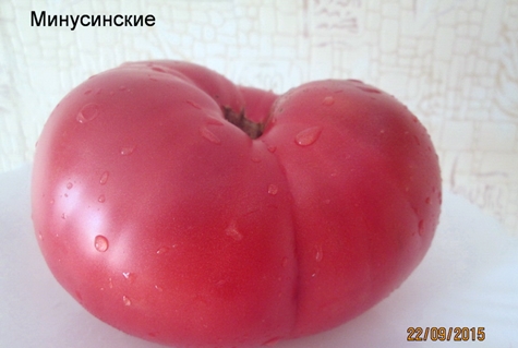 Minusinskiy tomato