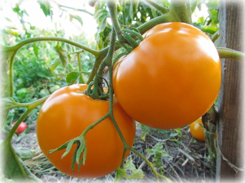 pomidory Monastyczny posiłek w otwartym polu