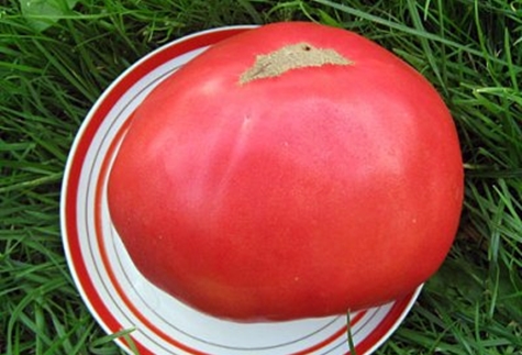 pomidorowy król olbrzymów na talerzu