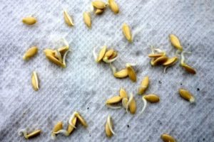 Jak przygotować nasiona ogórka do sadzenia na otwartym polu i w szklarni