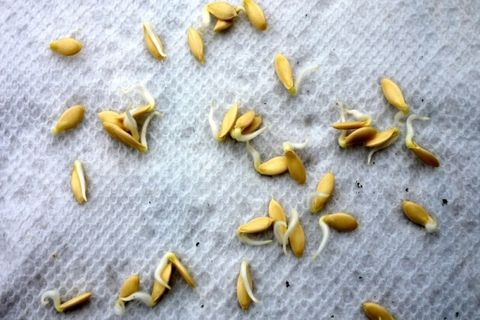 germinación de la semilla