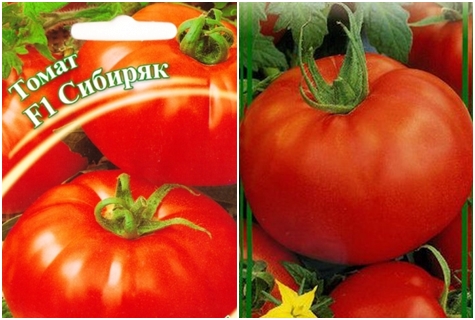 pomidorų sėklos pomidorų Sibiryak f1