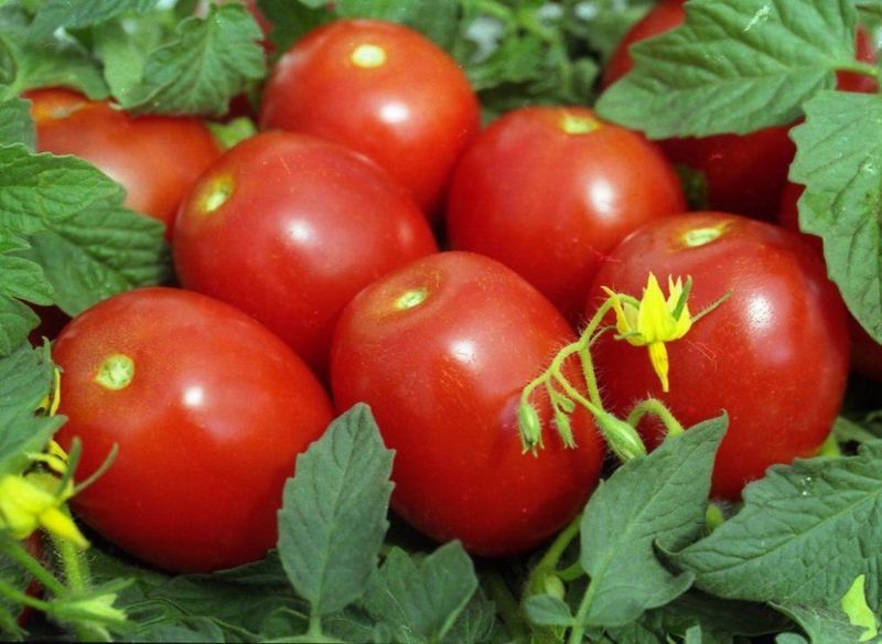 początkujący wygląd pomidora