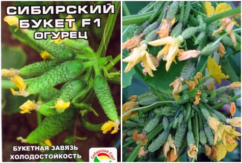 cucumber seeds Siberian bouquet F1
