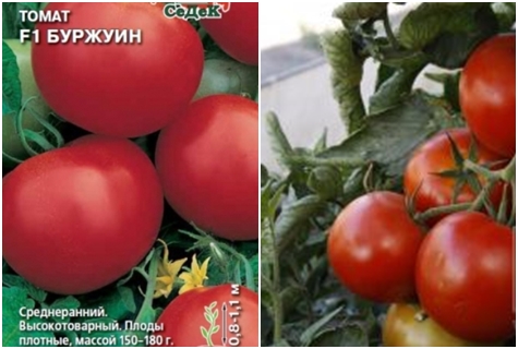 pomidorų sėklos Burzhuin F1