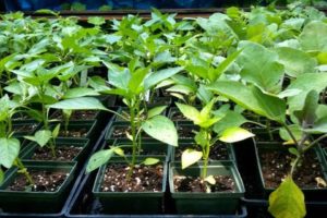 Príčiny a liečba chorôb papriky, keď sadenice majú pupienky a listy zvlnené