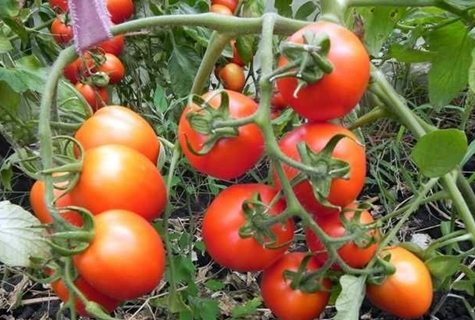 arbustos de tomate Pedro el primero