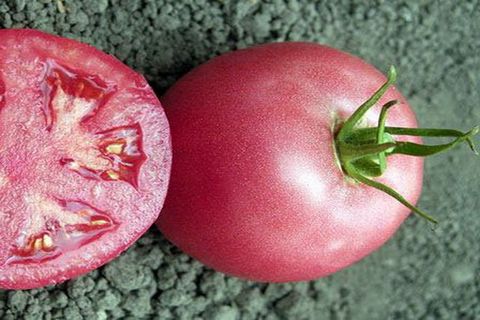 coltivazione di pomodoro rosa