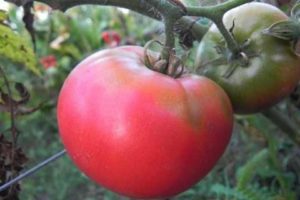 Tomaattilajikkeen Pink Rise F1 kuvaus ja ominaisuudet