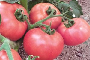 Beskrivelse og karakteristika for Pink Lady-tomatsorten
