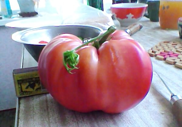 Pembe dev domates çeşidinin özellikleri ve tanımı, verimi