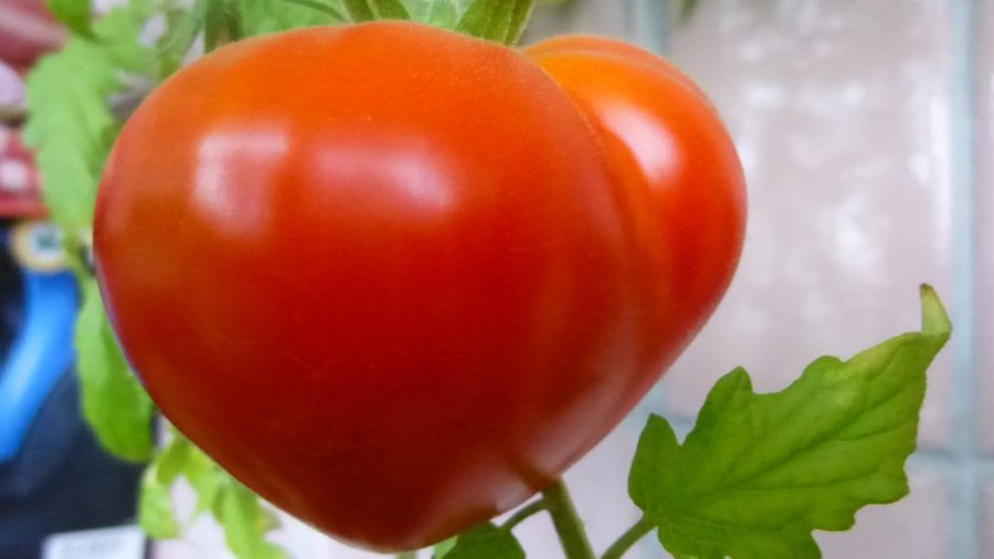 tomates de la variedad budenovka