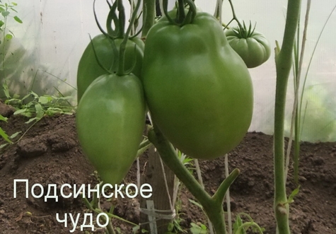utseendet på tomat podsinskoe mirakel
