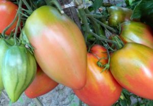 Charakteristika a opis odrody paradajok Podsinskoe zázrak (Liana), jej výnos