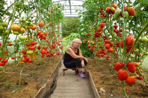 tomates en el jardín