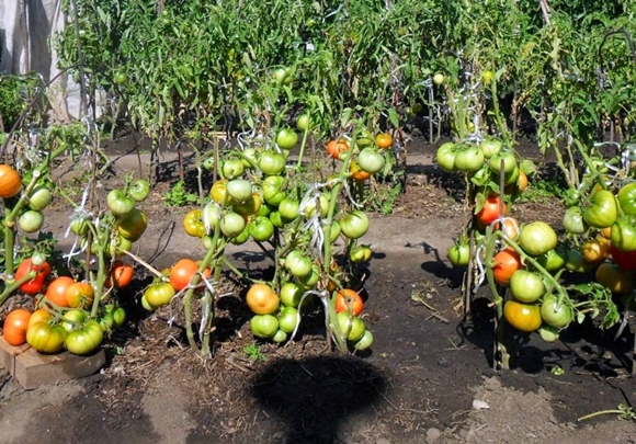 tomaten in het open veld