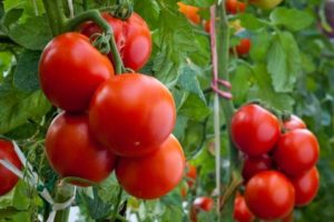 Açık toprağa Krasnodar Bölgesi için en iyi domates çeşitlerinin başında