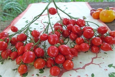 Tomaten auf dem Tisch