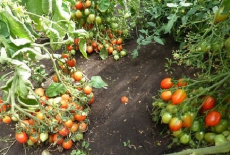sänky tomaattia