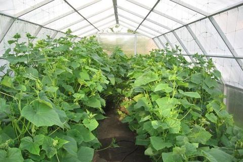 cucumbers in the greenhouse