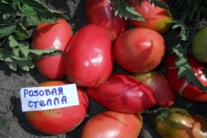 Charakteristika a opis odrody rajčiaka Pink Stella, jeho úroda