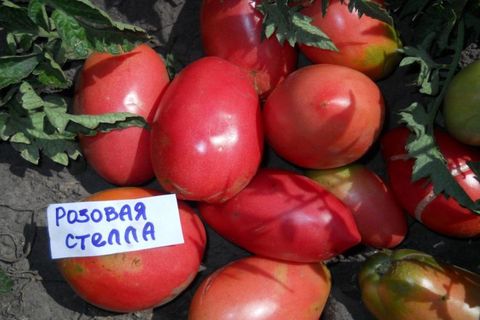 tomatrosa