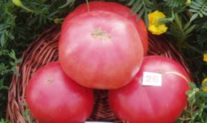 Tomaattilajikkeen Pink King (kuningas) ominaisuudet ja kuvaus, sen sato
