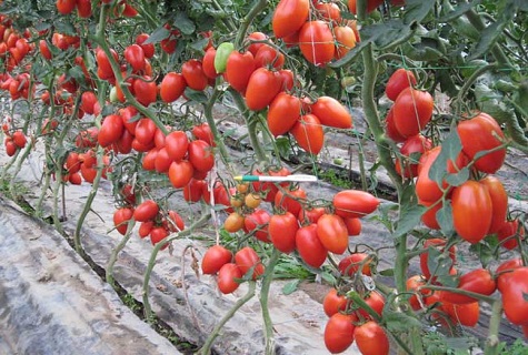 związane pomidory