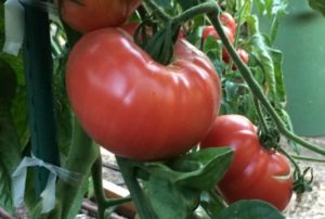 Характеристики и описание на сорта домати Чудо на градината